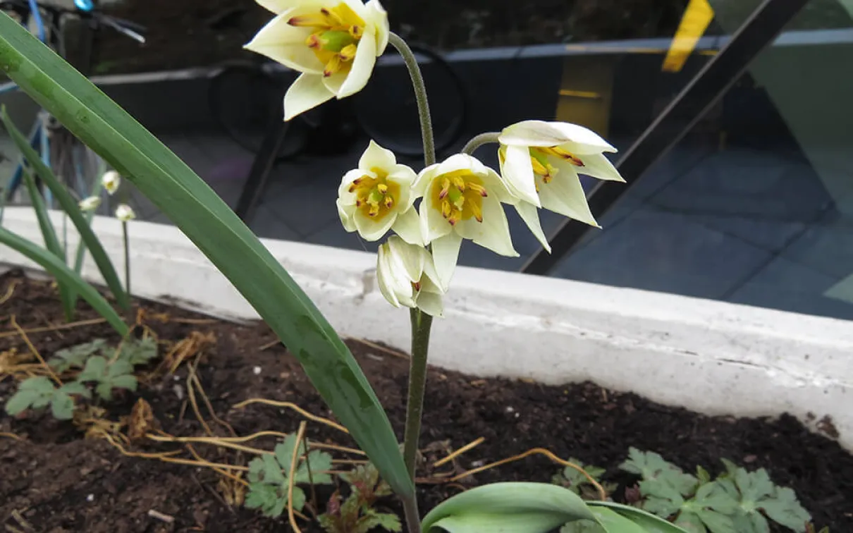 Pale yellow tulips in a garden bed.