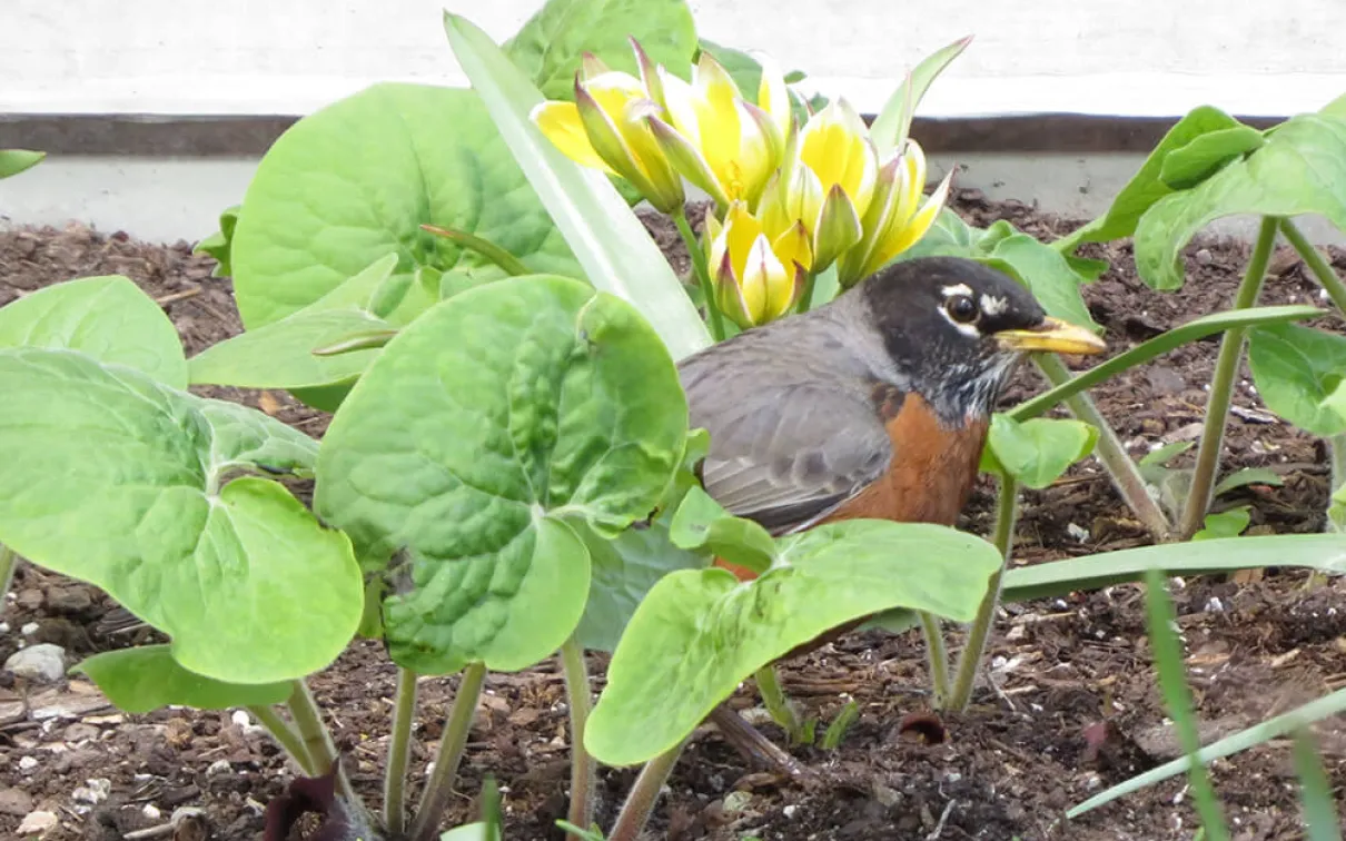 Robin in wild ginger.