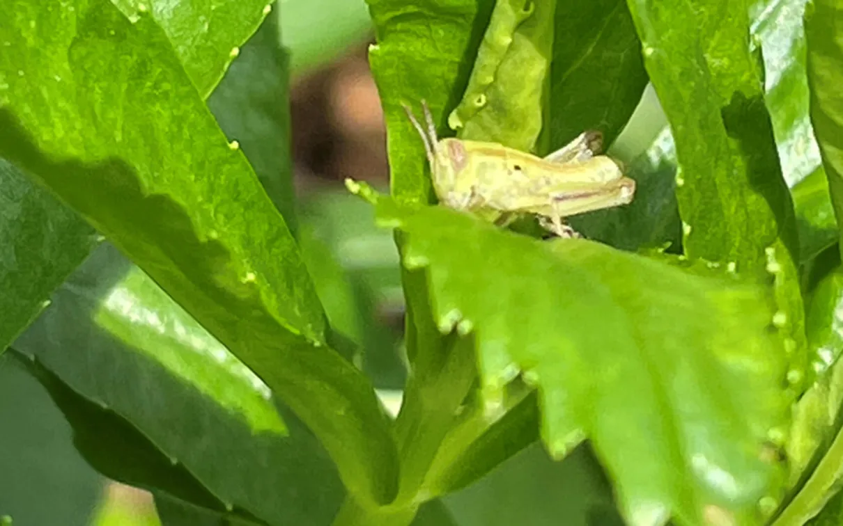 Two-striped grasshopper.