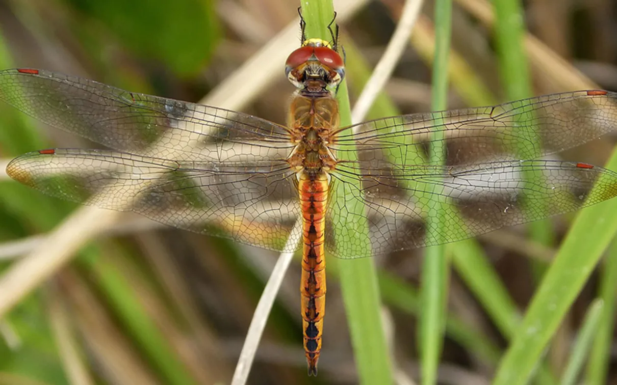 The wandering glider dragonfly is known for the farthest migration in the insect world.