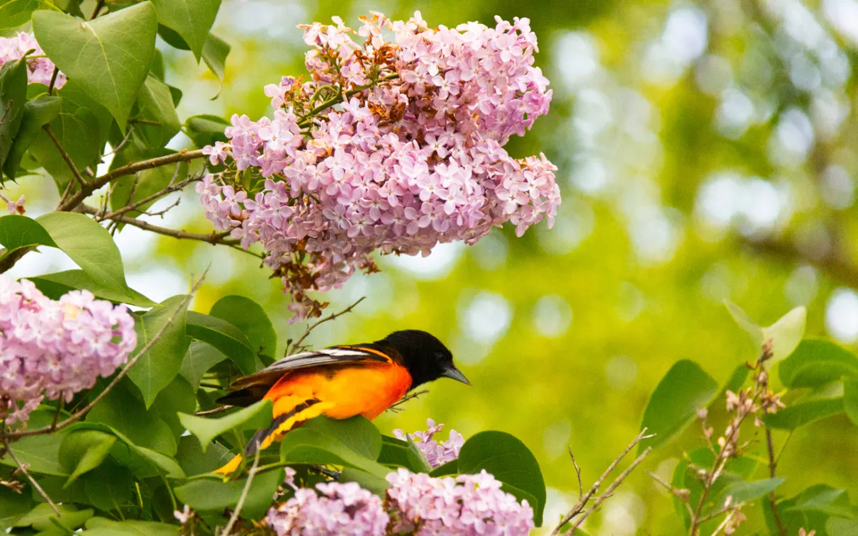 Bird perched in tree
