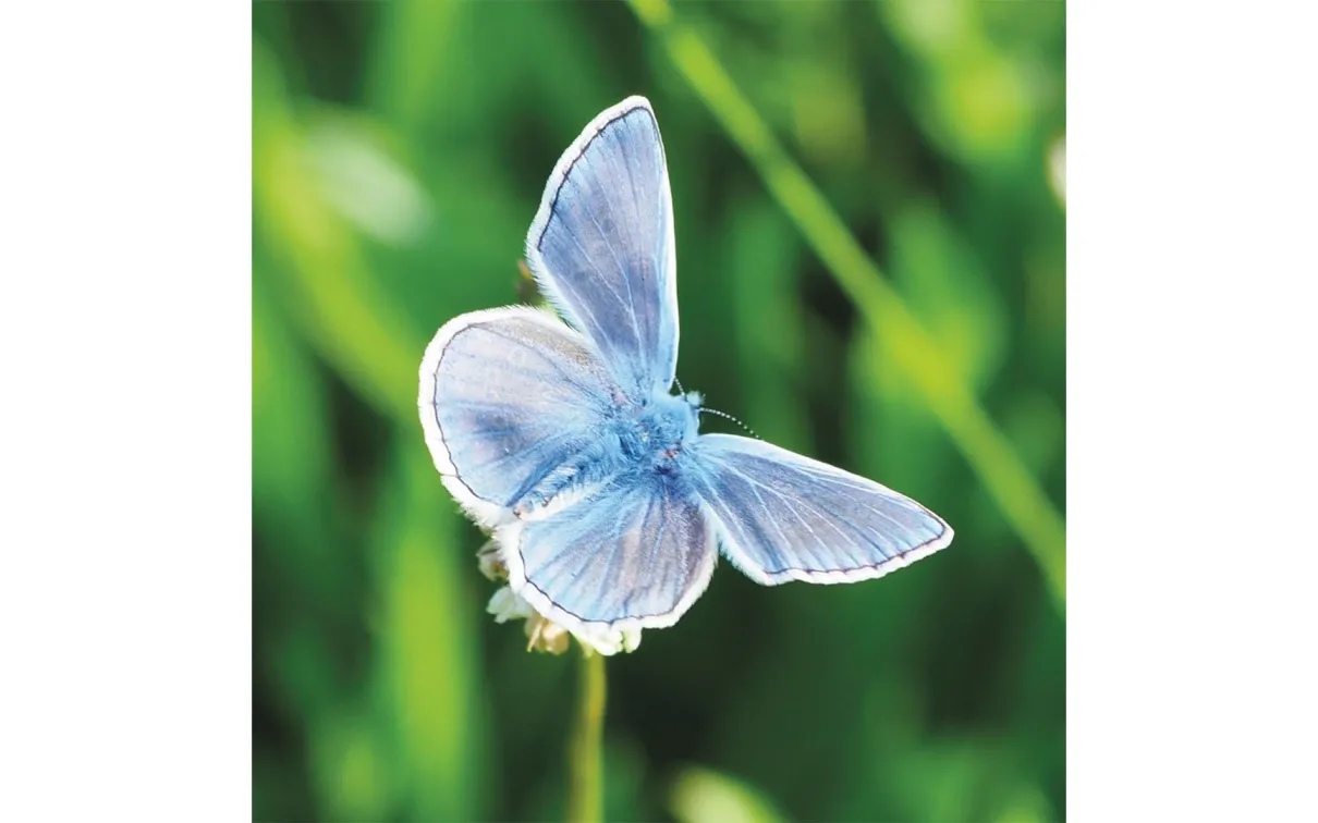 European Common Blue.  European Common Blue butterfly