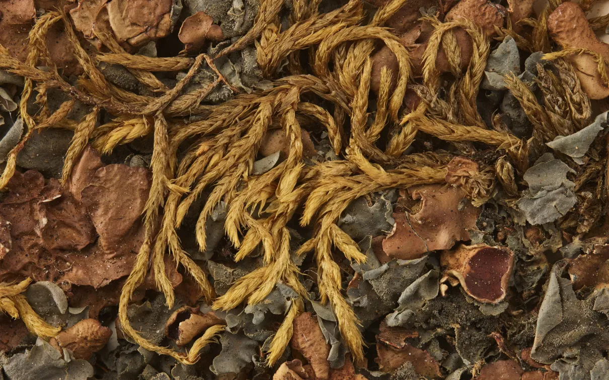 The grey-brown, leaf-like lichens next to the ropey mosses are <i>Nephroma bellum</i>, commonly known as kidney lichen. Macoun found this specimen by the shore of Lake Superior in 1869. Photo by James Barr.