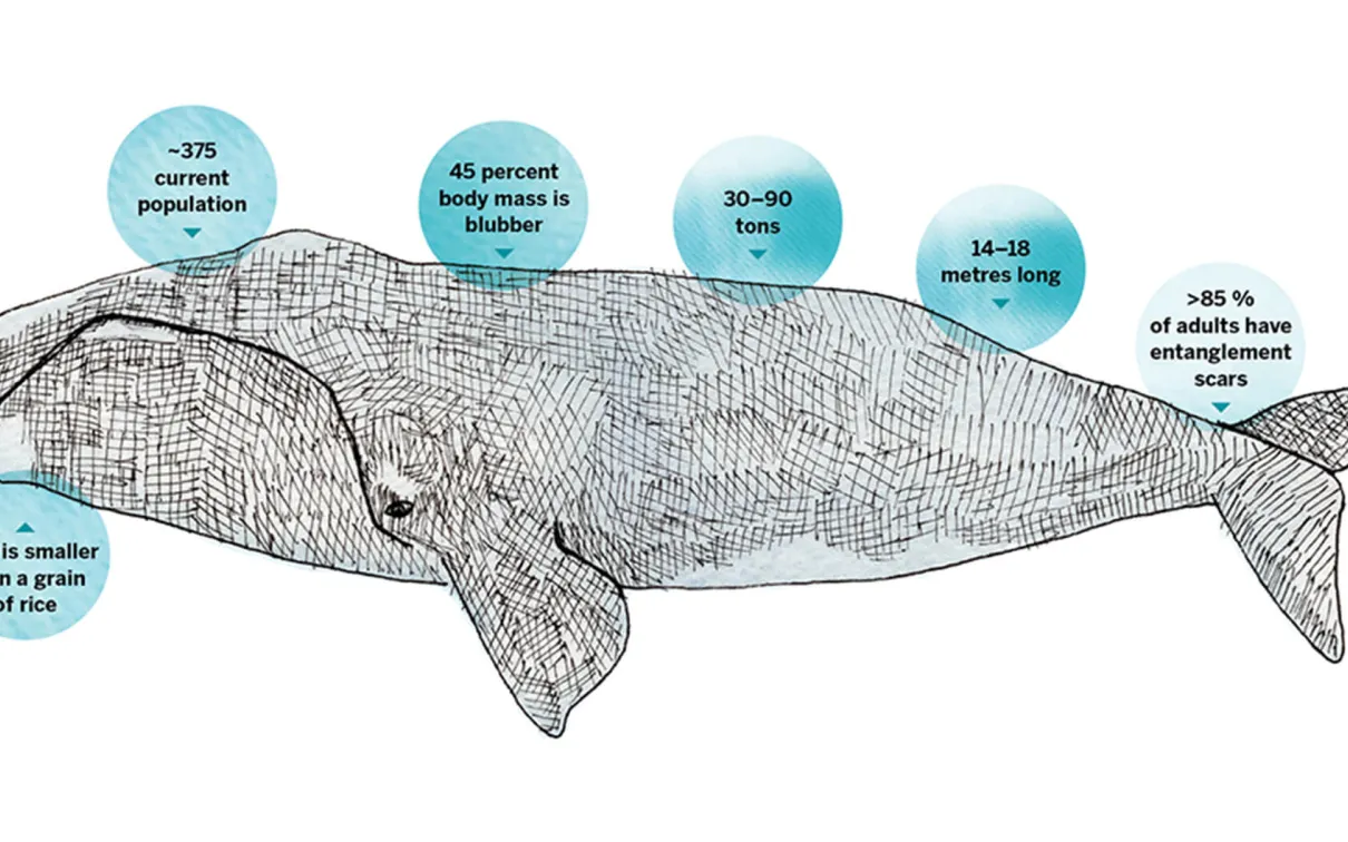 Illustration d'une baleine entourée de bulles d'information. Les bulles contiennent les faits suivants : Les proies sont plus petites qu'un grain de riz. ~La population actuelle est d'environ 375 individus. 45 % de la masse corporelle est constituée de graisse. 30-90 tonnes. 14 à 18 mètres de long. >85% des adultes portent des cicatrices d'enchevêtrement.