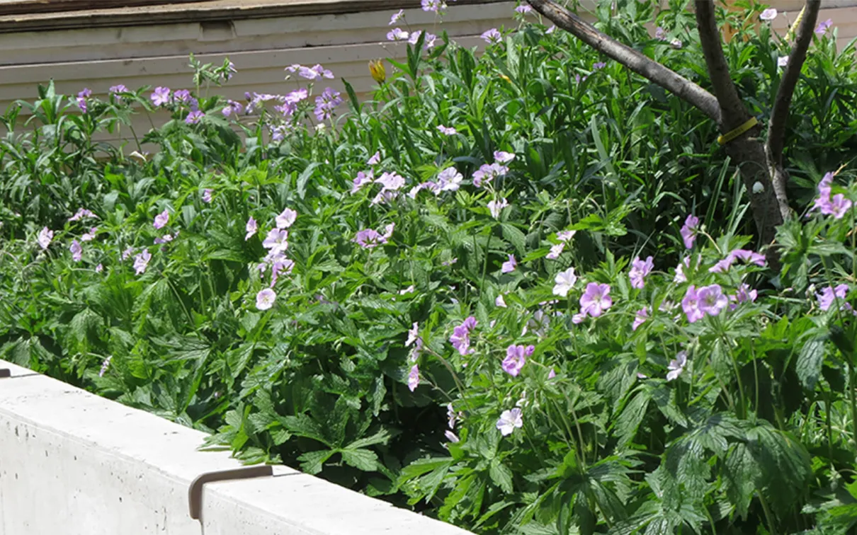 Wild geraniums in a flower bed.