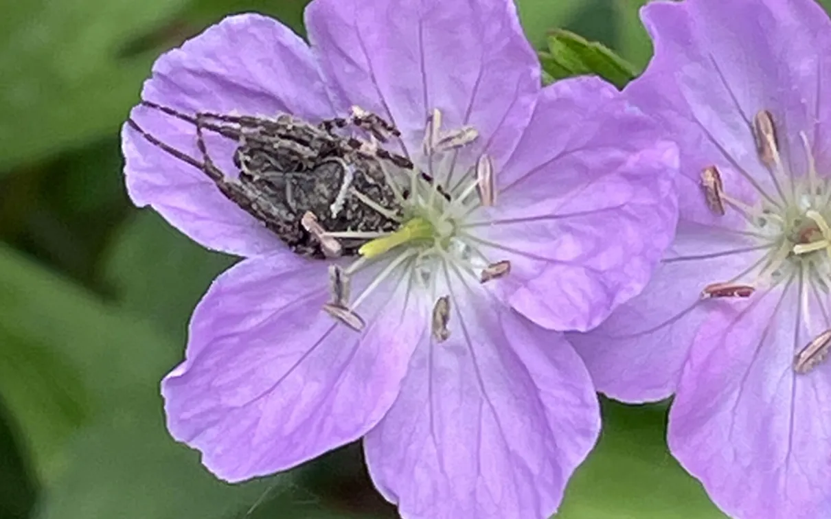 Gray cross spider. Look closely and you can see a thread of spider silk extending from the bottom left petal of the wild geranium.