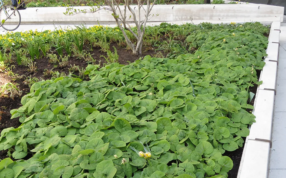 Bed of wild ginger.