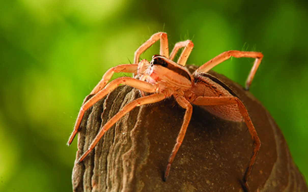 Wolf spider
