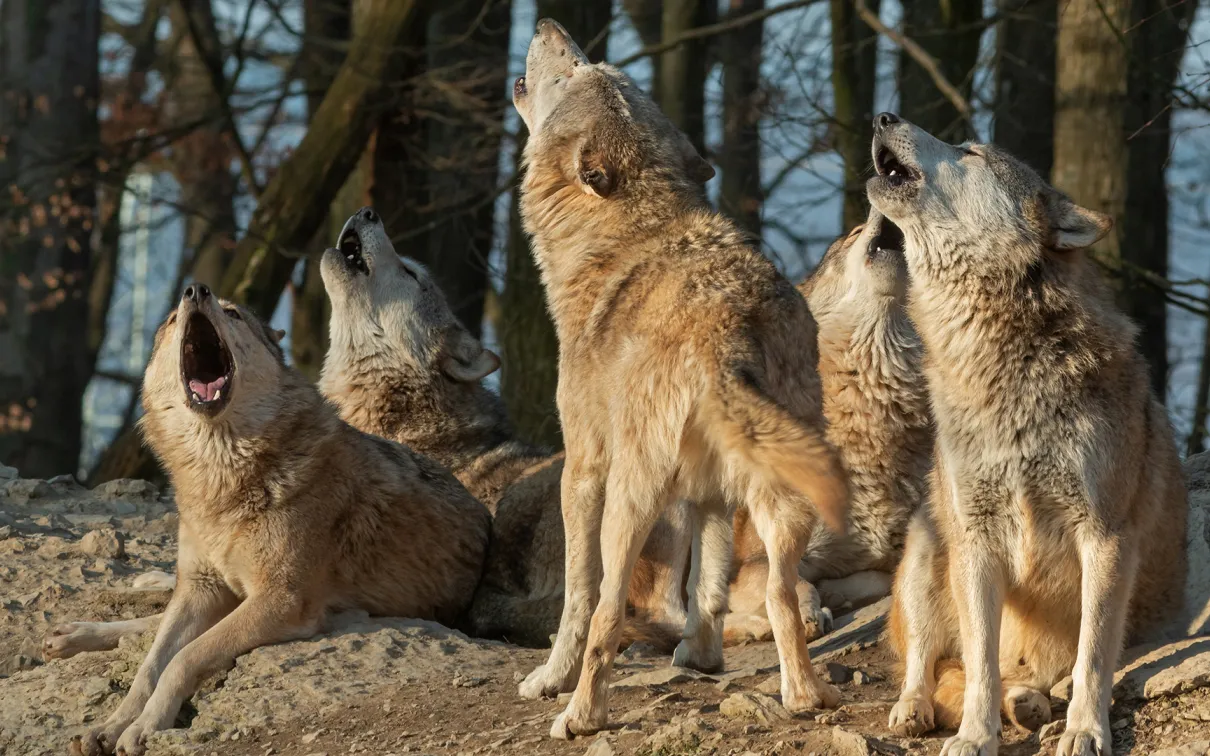 Pack of wolves howling.