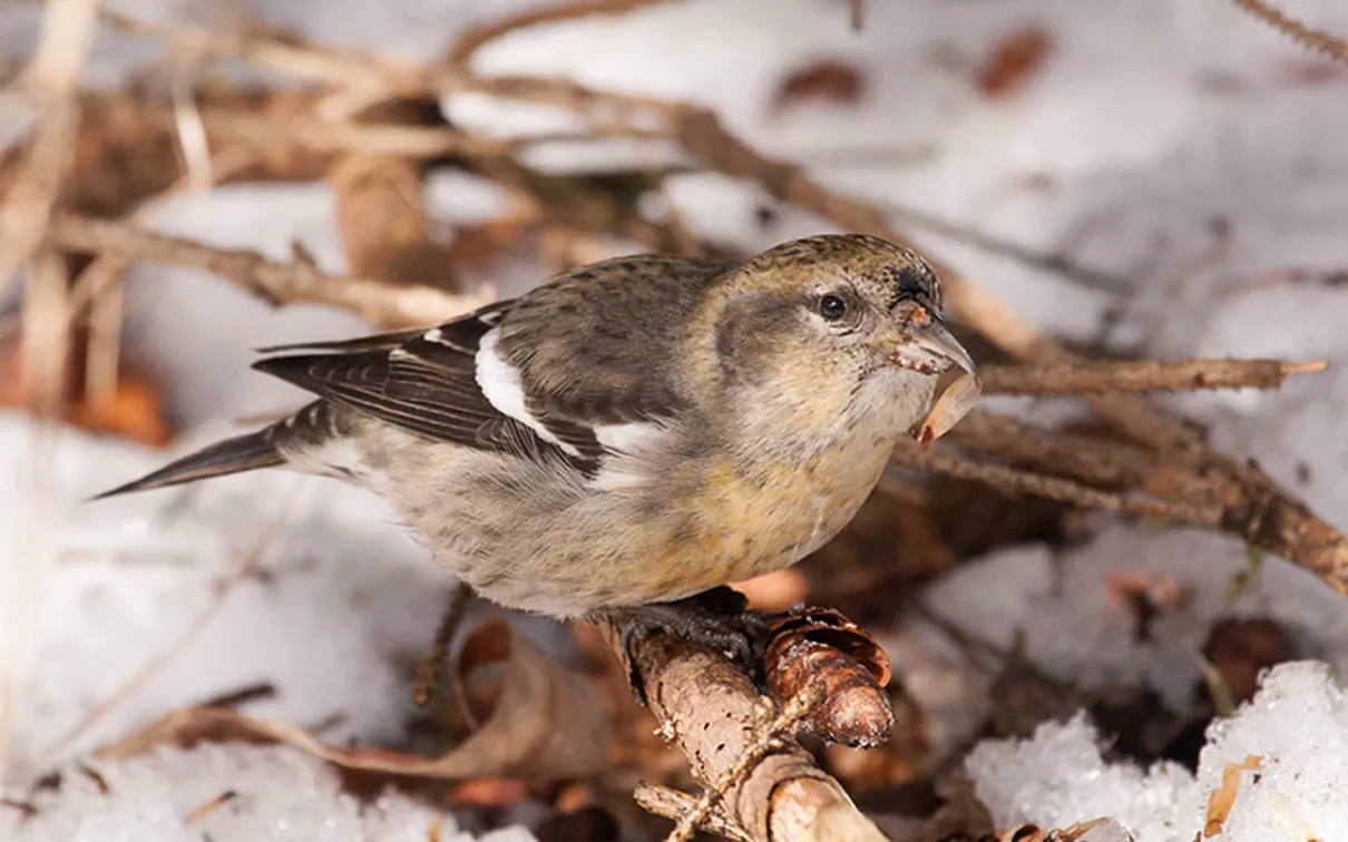 White-winged crossbill.