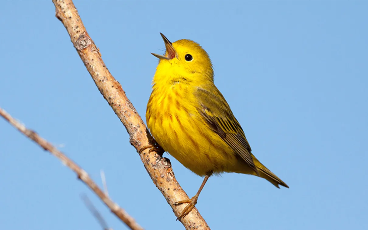 A Yellow Warbler living up to its name.