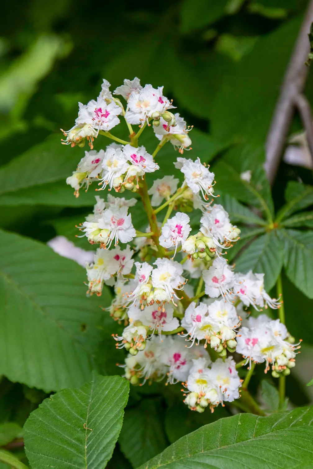 Aesculus hippocastanum.