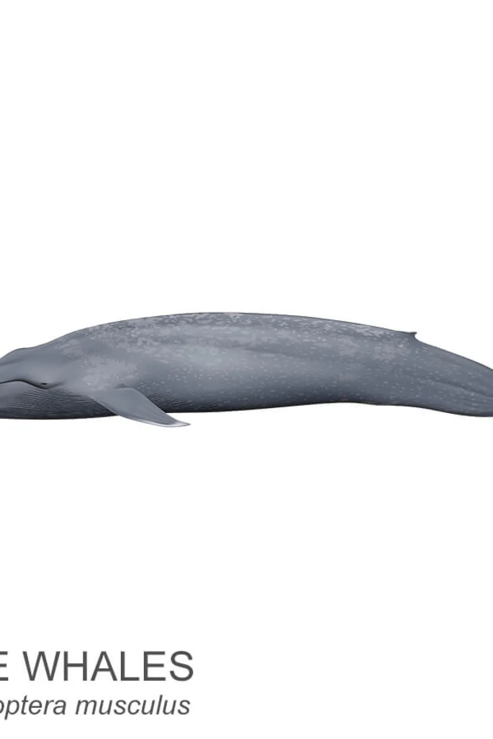 Blue whale.