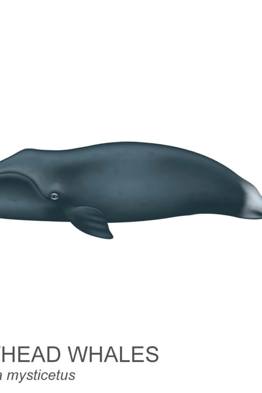 Bowhead whale.