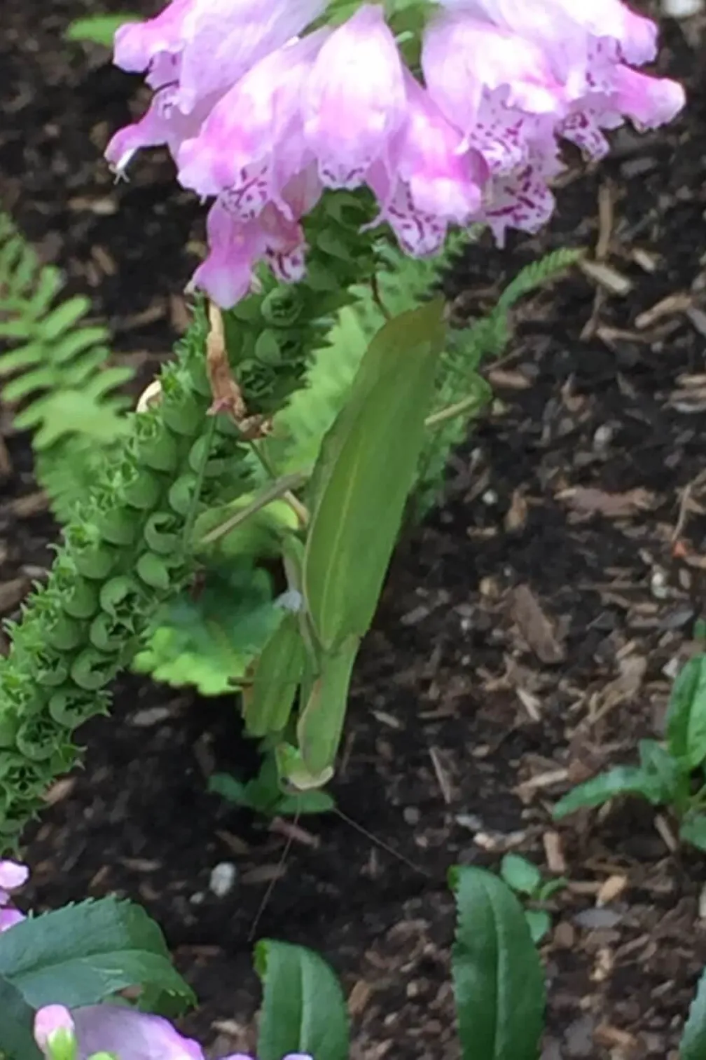 European mantis on obedient plant.