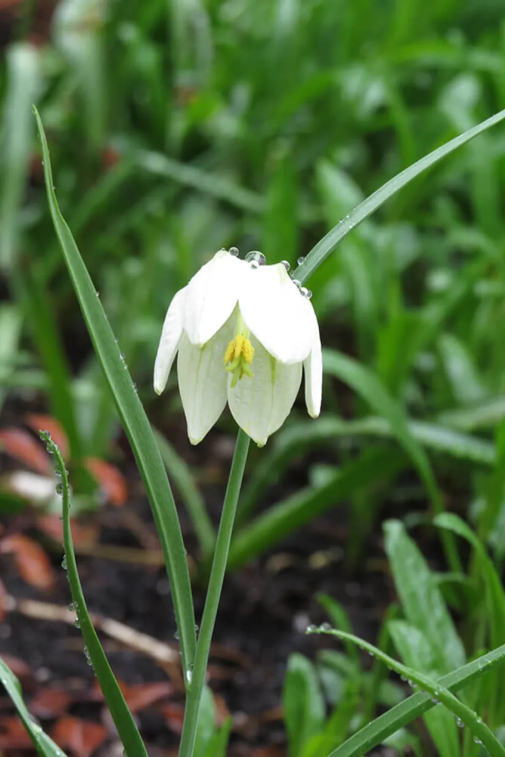 Fritillary or white snakeshead.