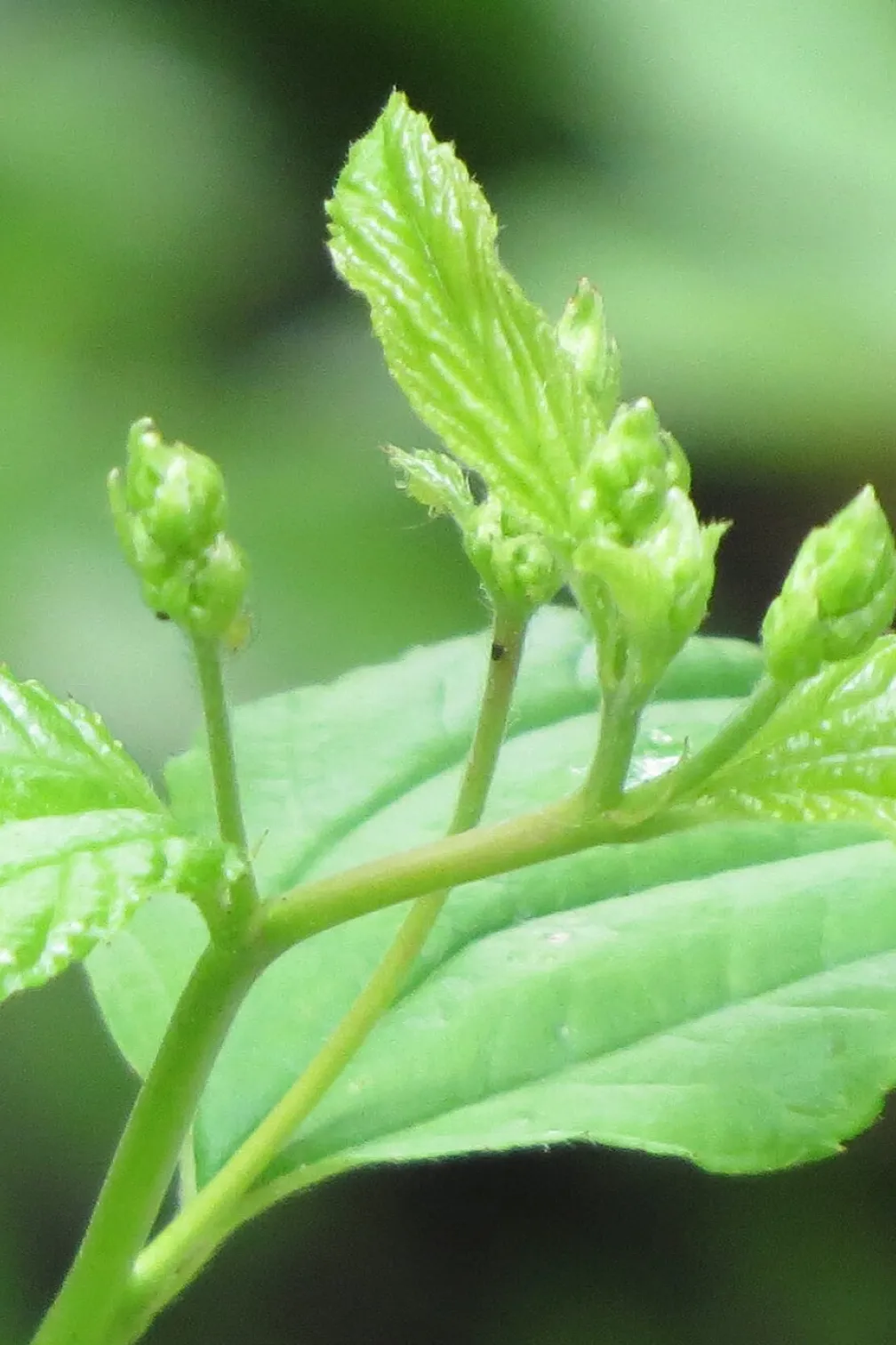 Detail of emerging leaves and flower buds on the New Jersey tea plant.