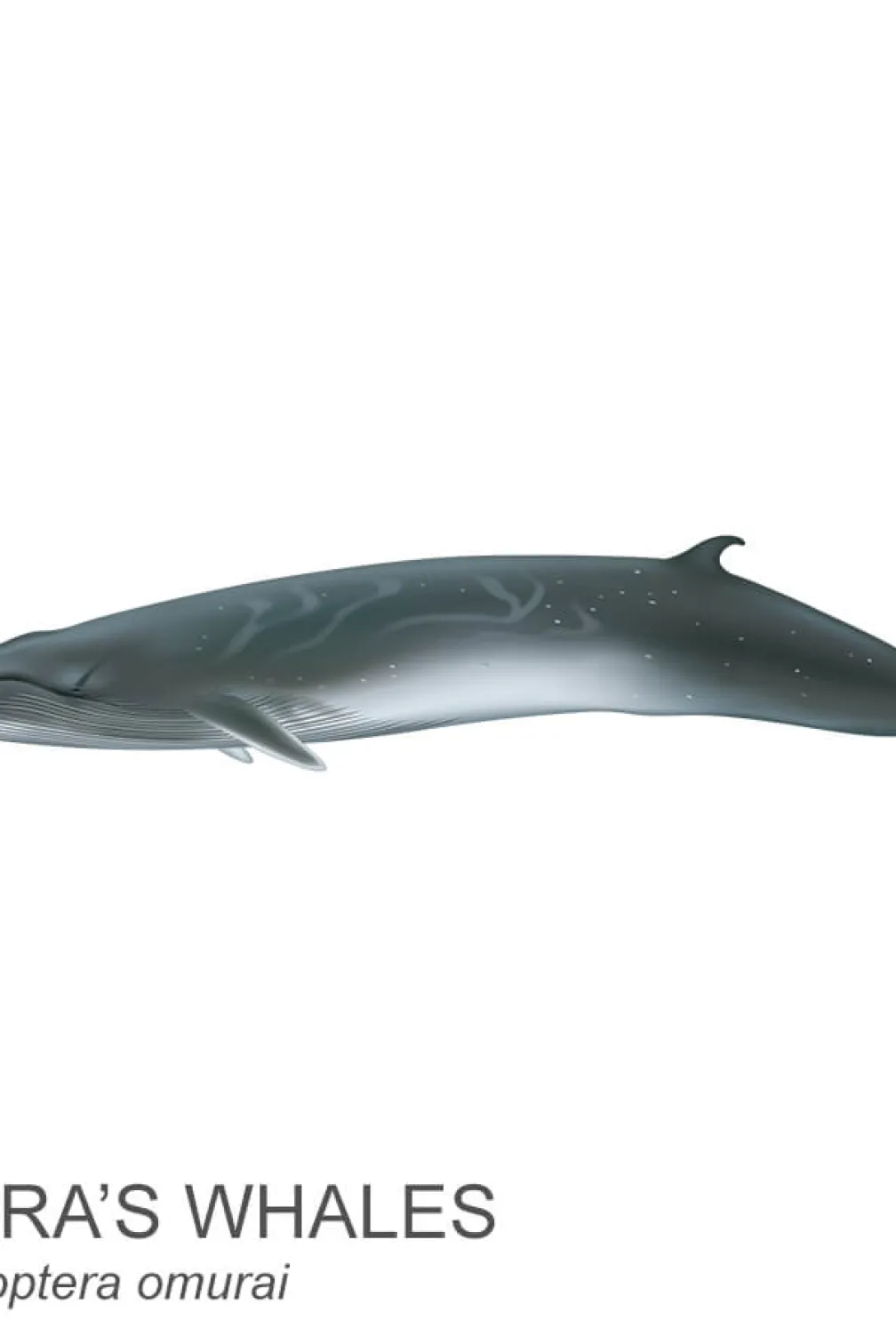 Omura’s whale.