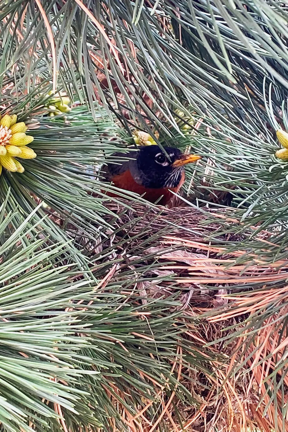 Pinus nigra.