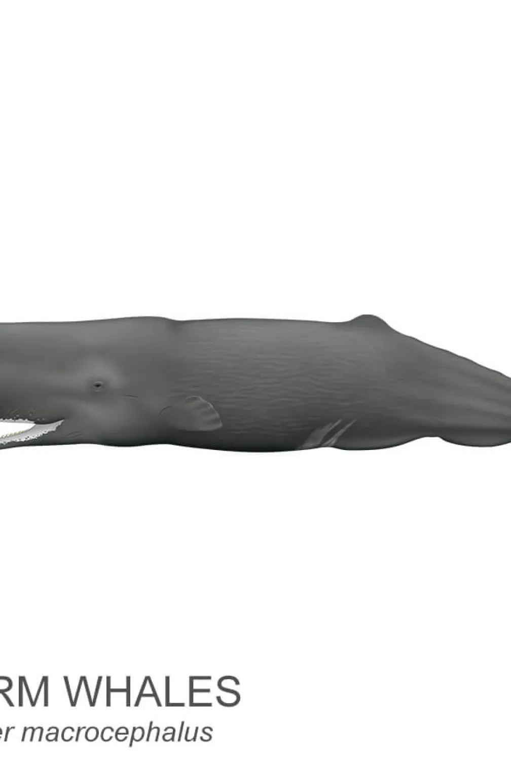 Sperm whale.