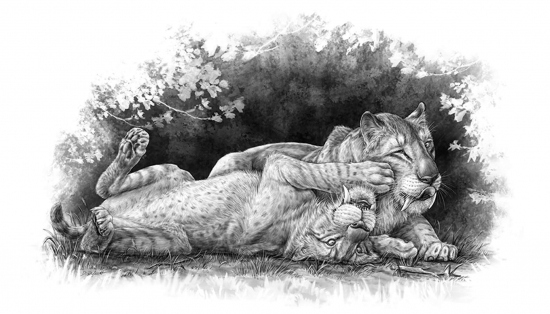 Illustration of Smilodon fatalis cubs playing together by Danielle Dufault, © Royal Ontario Museum.