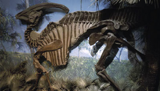 Hadrosaur dinosaur skeleton.