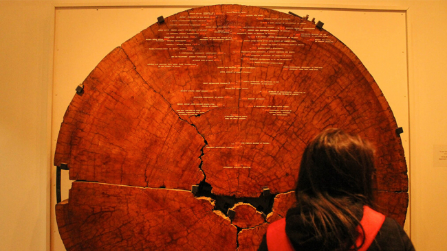A young girl standing in front of the ROM's Tree Cookie on display.