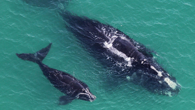 Mother and calf North Atlantic right whales. © National Oceanic and Atmospheric Administration / Canadian Wildlife Federation.