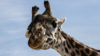 Rabais pour les Membres du ROM le temps d’un week-end: Zoo de Toronto