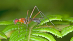 Découvrir la diversité des insectes: Un fourmillement d’espèces! 