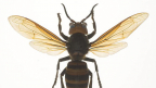 Media reports of ‘murder hornets’ inspire unfounded fear of our local wasps
