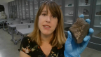 Experts &amp; Objects: Rare Meteorites