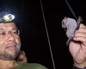 Burton Lim with bat Burton Lim, Assistant Curator in the Department of Natural History at ROM.