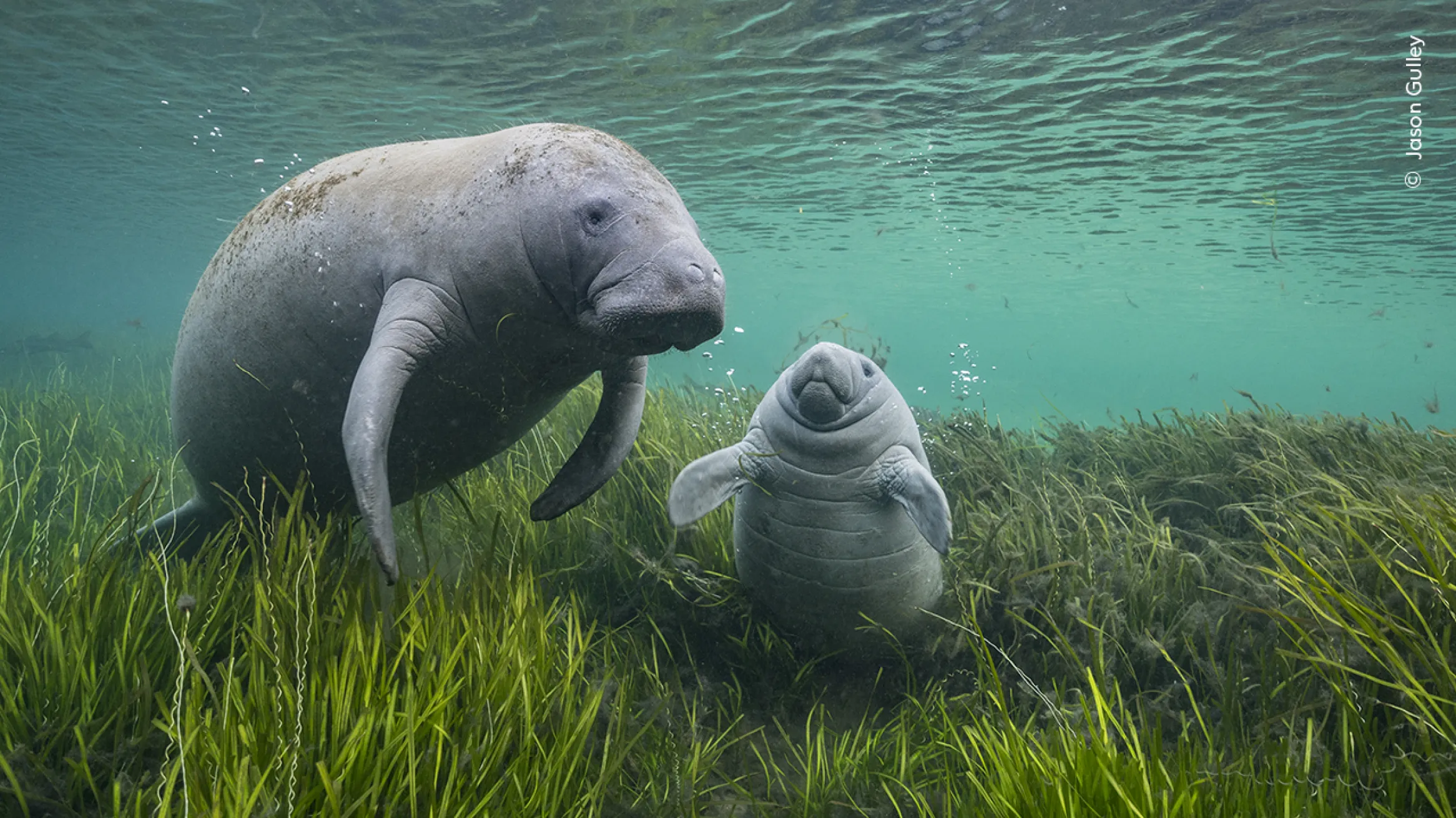 A manatee and a calf adrift underwater among eelgrass. 