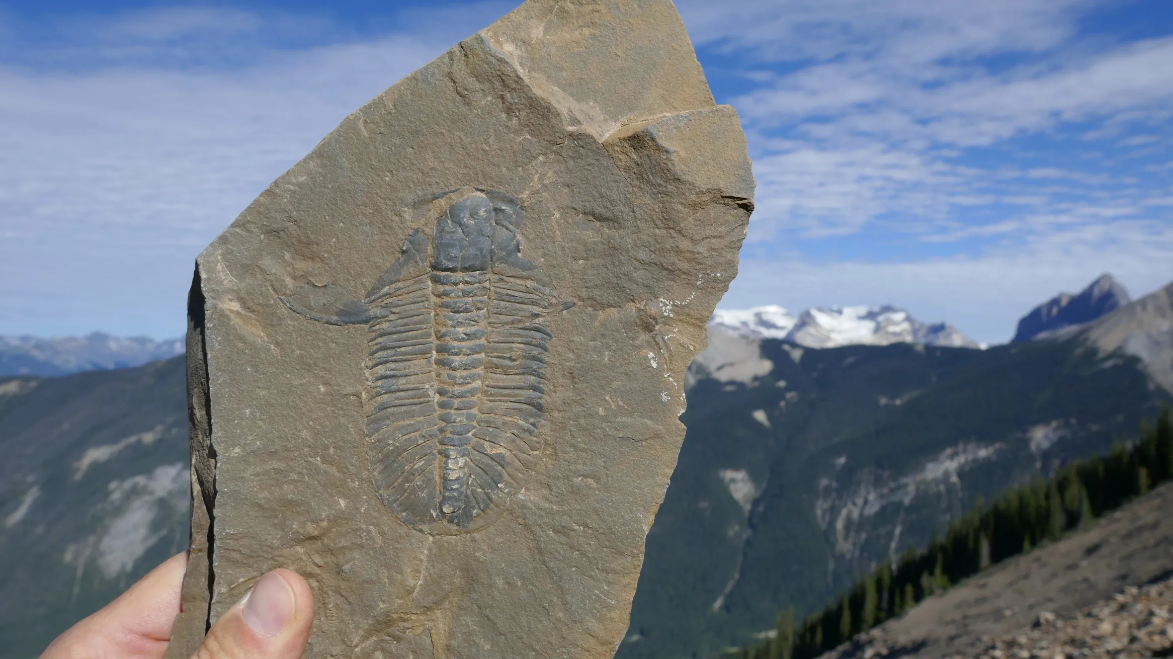 A person holding a fossil to the sky