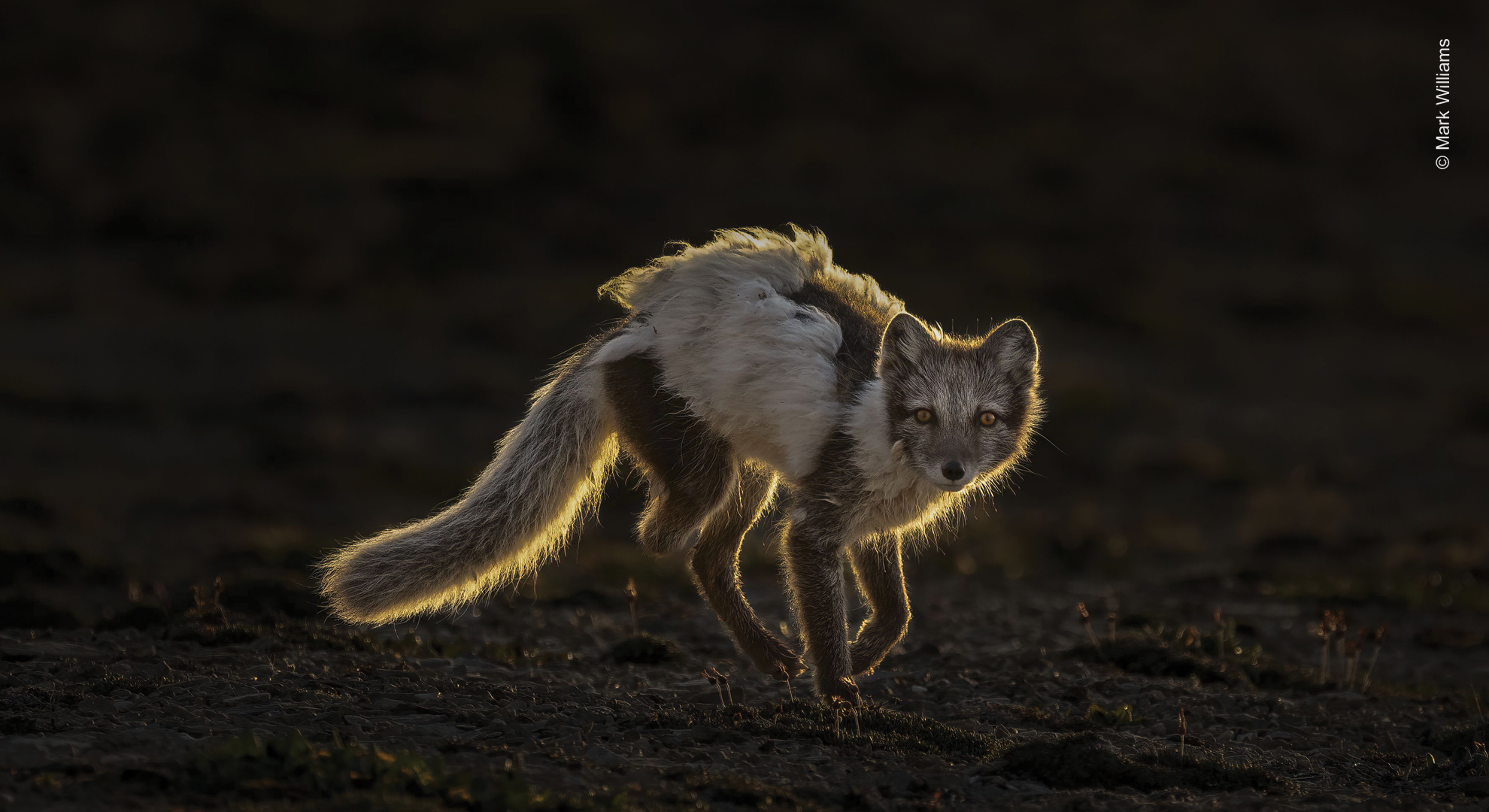 An arctic fox in its ragged summer coat, facing the camera, backlit by the low midnight sun.