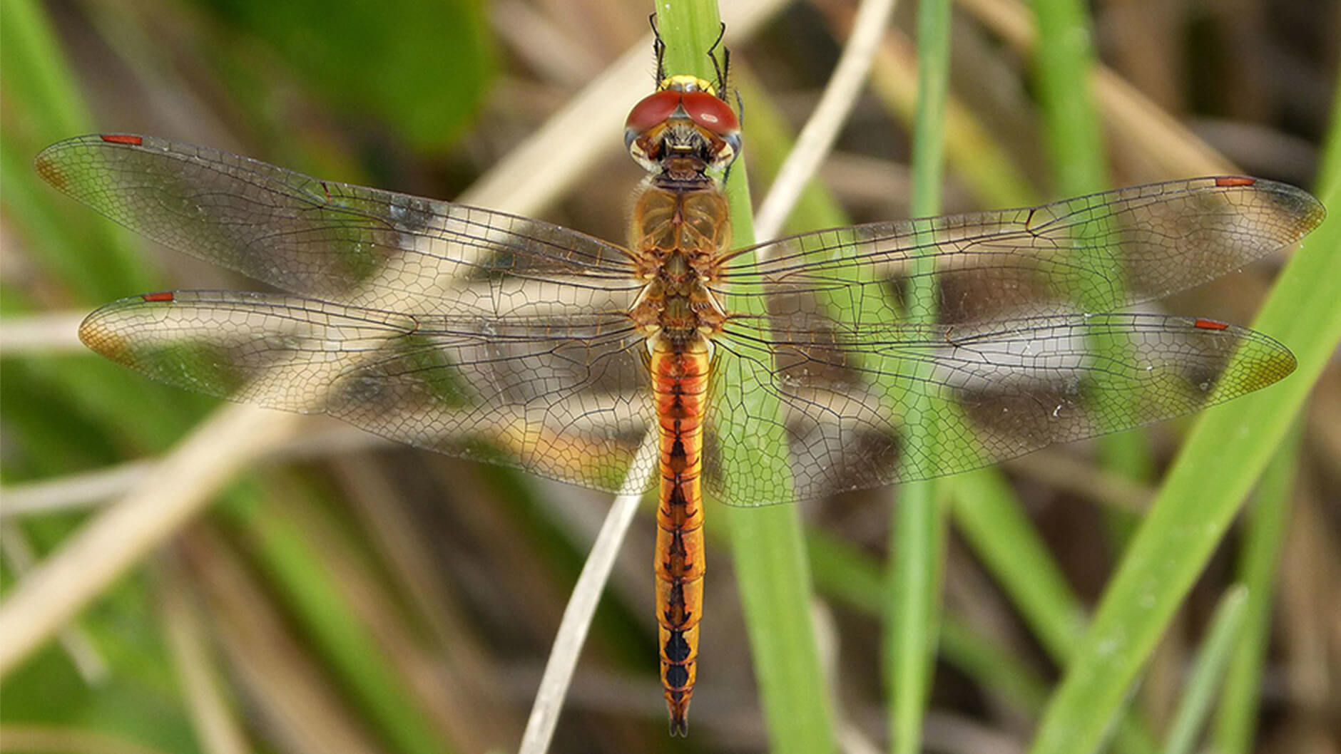 La libellule planeur est connue pour sa migration la plus lointaine dans le monde des insectes.