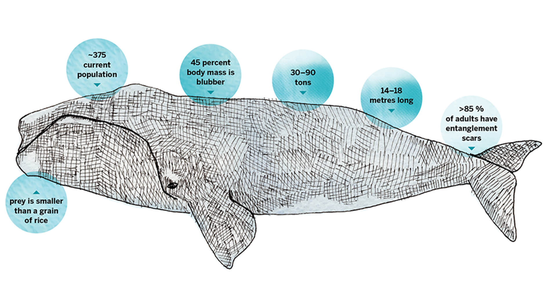 Illustration d'une baleine entourée de bulles d'information. Les bulles contiennent les faits suivants : Les proies sont plus petites qu'un grain de riz. ~La population actuelle est d'environ 375 individus. 45 % de la masse corporelle est constituée de graisse. 30-90 tonnes. 14 à 18 mètres de long. >85% des adultes portent des cicatrices d'enchevêtrement.