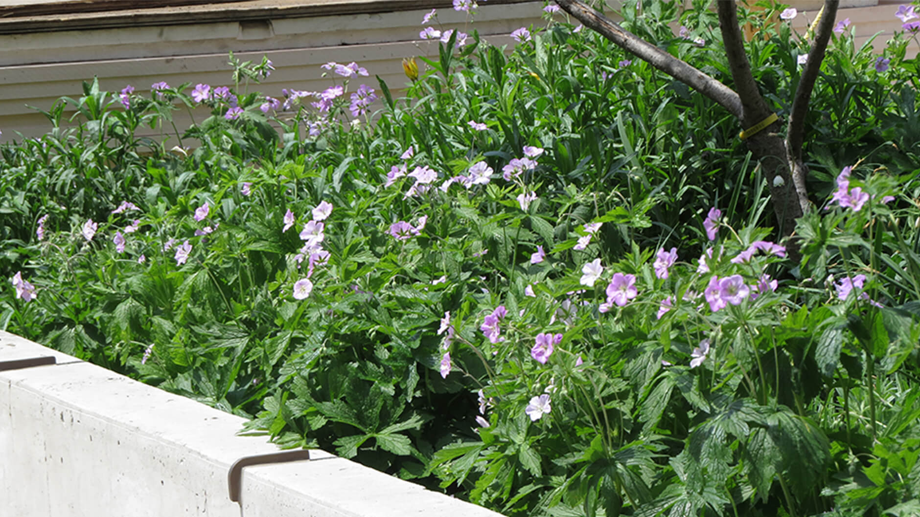 Wild geraniums in a flower bed.