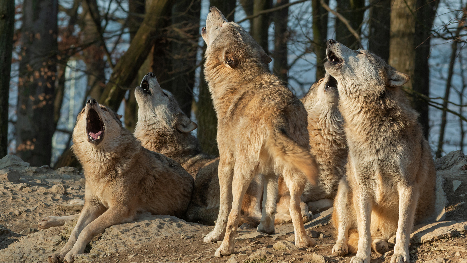 Une meute de loups hurle.