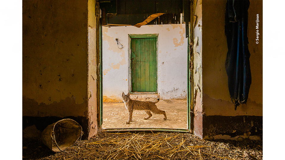 Lynx on the threshold.   Featured in Wildlife Photographer of the Year 2021.