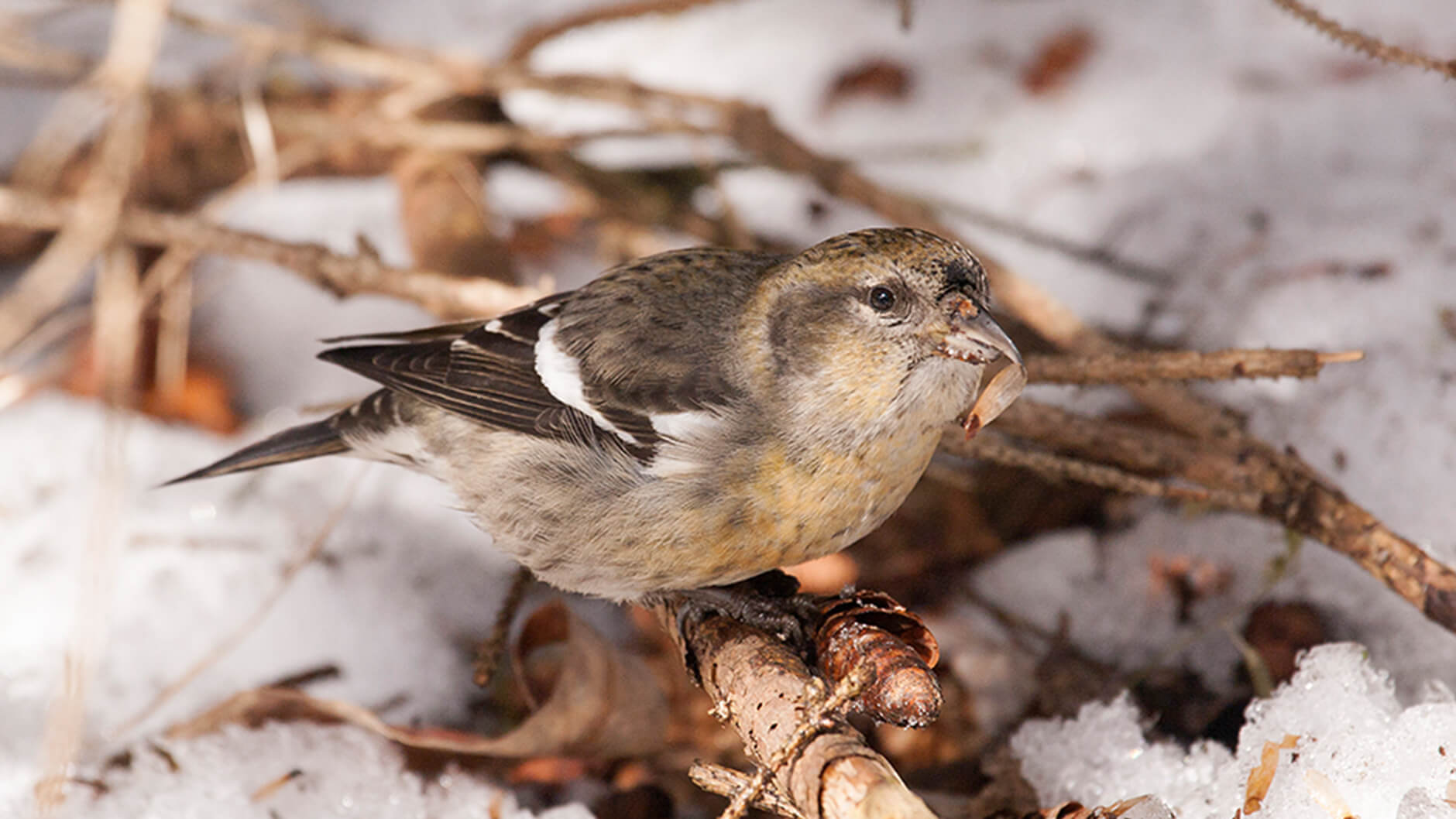 White-winged crossbill.