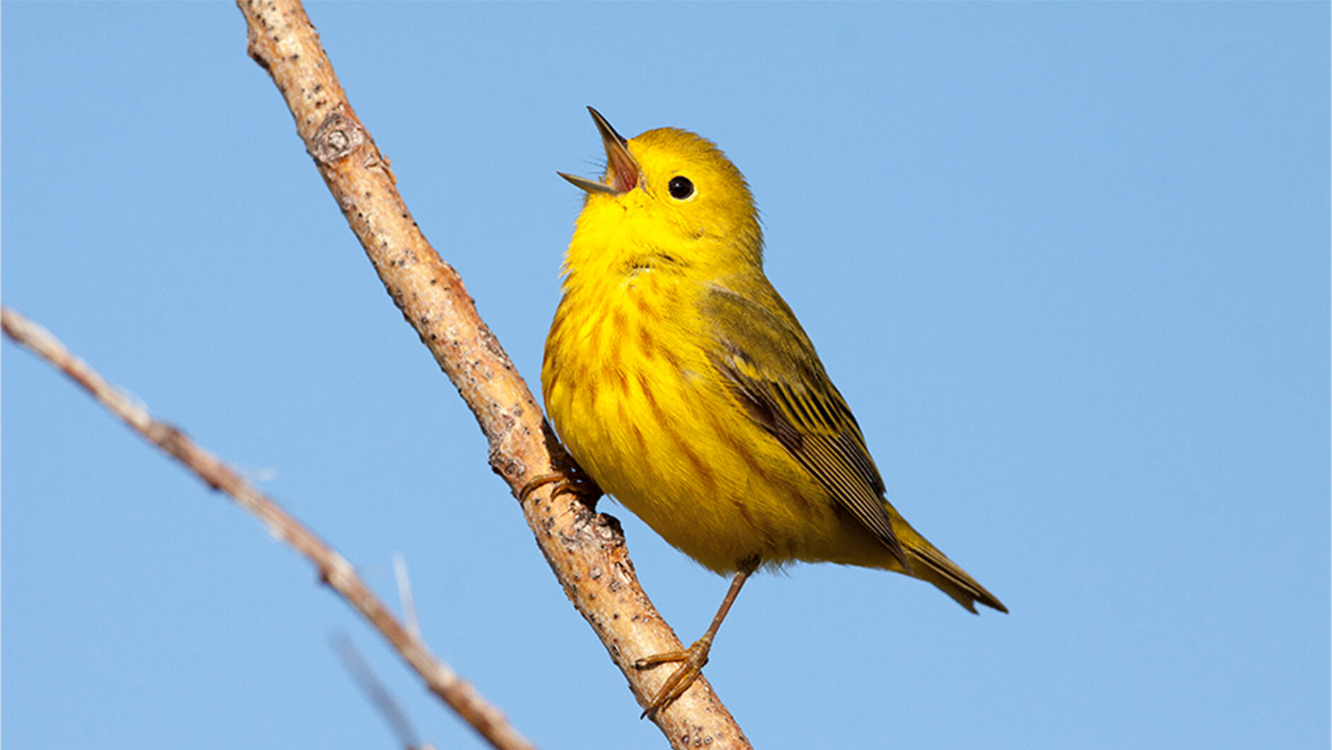 A Yellow Warbler living up to its name.